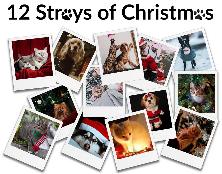 12 Strays of Christmas 98.5 WTFM Johnson City/Kingsport/Bristol TN/VA